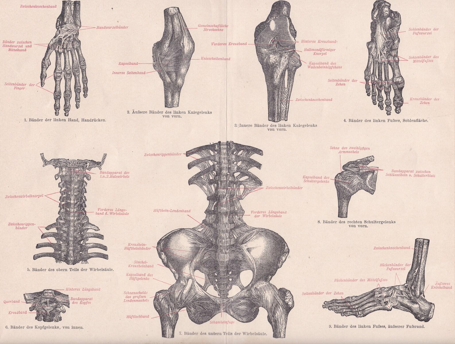 HUMAN ANATOMY Ligaments of Human Body Antique Chromolithographic Prints ...