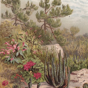 Flora Spurge Euphorbias PLANTS Varieties Antique Print ca 1890
