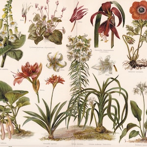 Flora HOUSE PLANTS FLOWERS Antique Print ca 1890