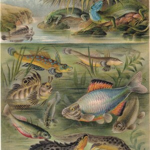 FAUNA TIERE FISCHE Hochzeitskleider Antik Chromolithographic Prints