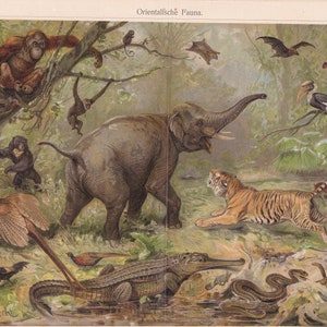 Fauna Wschodnia SŁOŃ TYGRYS KROKODYL Owca Antylopa Antyczny wydruk ok. 1890 r.
