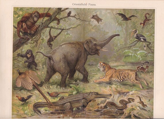 Orientalische Fauna  Lithographie 1897 Elefant Tiger Orang Utan 