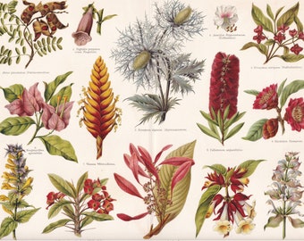 Flora Display Structures of Plants Antique Print ca 1890