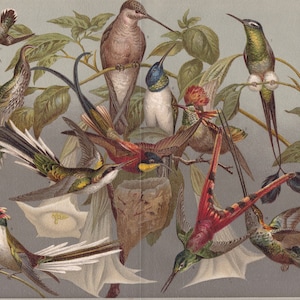 1894: Fauna BIRDS HUMMINGBIRD Types Antique Chromolithograph Print