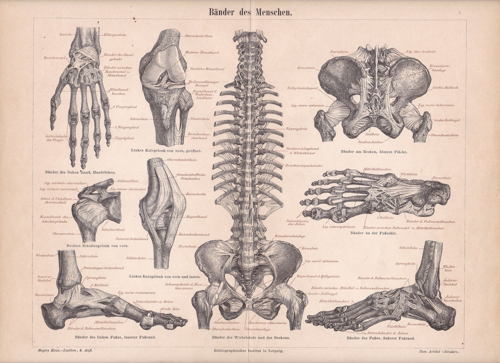 HUMAN ANATOMY Ligaments of Human Body Antique Chromolithographic Prints ...