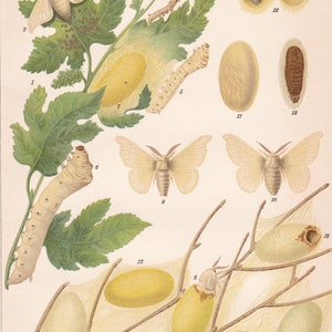 Fauna Animals INSECTS SILK Worms, Cattle & Addiction BUTTERFLY Antique Chromolithographic Prints