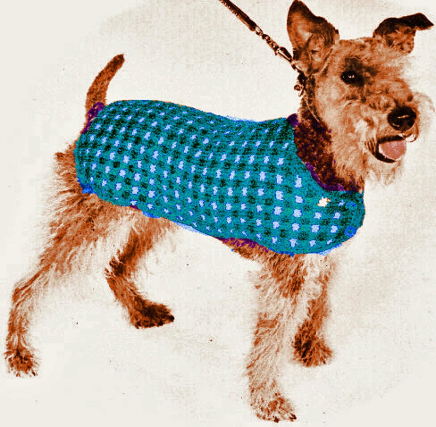PDF His Majesty Dog Coat Knitting Pattern K15 Etsy
