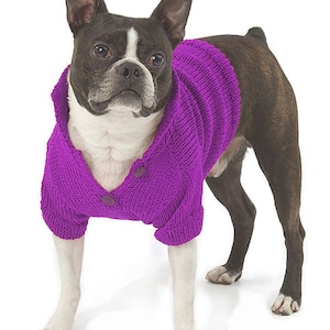 May include: A black and white Boston Terrier wearing a purple knitted sweater with buttons.