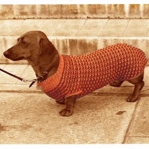 Puede incluir: Un perro salchicha marrón con un suéter de perro tejido en rojo y negro. El perro está con correa y de pie sobre una superficie de hormigón. El suéter tiene un cuello acanalado y un patrón texturizado.