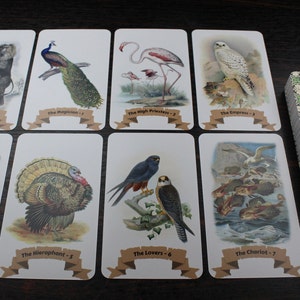 Op de afbeelding: Een deck tarotkaarten met een groene en witte gepatroneerde achterkant. De kaarten zijn in twee rijen gelegd, met de kaarten van de Dwaas, de Tovenaar, de Hogepriesteres, de Keizerin, de Keizer, de Hi&euml;rofant, de Geliefden en de Wagen. Elke kaart heeft een andere dierenillustratie.