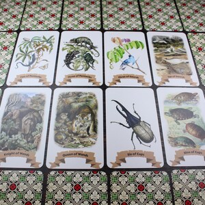 Op de afbeelding: Een set van tien tarotkaarten met illustraties van dieren en planten. De kaarten zijn wit met bruine randen en hebben een banner met de naam van de kaart. De kaarten zijn in twee rijen van vijf gelegd.