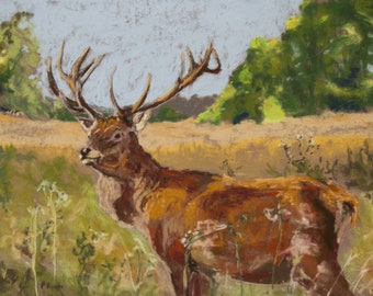 Monarch of the Field - a Red Deer Stag Wildlife Pastel Painting by Pamela Ruddy