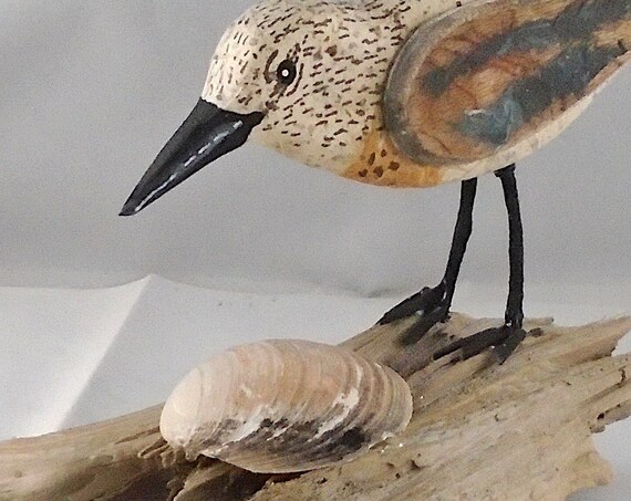 Sanderling shorebird on driftwood