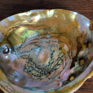 May include: Abalone shell with iridescent colors of gold, green, blue, and purple. The shell has a smooth, polished interior and a textured exterior. The natural, organic shape of the shell is visible.