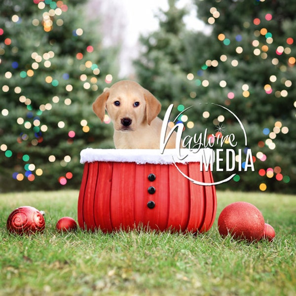 Pet Dog Christmas Portrait, Baby, Child, Cat, Dog Photography Digital Backdrop, Christmas Pet Portrait Session, JPG