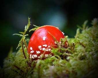 May include: A bright red mushroom cap with white, irregular spots nestled within a patch of vibrant green moss. The mushroom has a smooth, rounded surface and is partially surrounded by the textured, feathery blades of the surrounding moss.