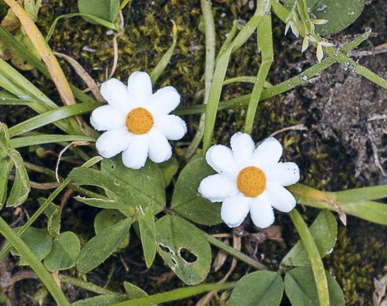 Marguerites puces boucles d'oreilles image 1