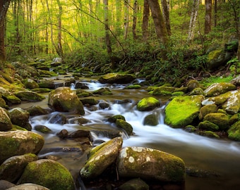 May include: A lush green forest scene with a flowing stream. The stream is surrounded by moss-covered rocks and trees. The water is clear and sparkling, and the sunlight filters through the trees, creating a dappled effect.