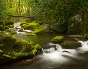 May include: A lush green forest scene with a flowing stream. Moss covers the rocks and the surrounding trees. The water is clear and flowing over the rocks.