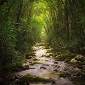 Tree Tunnel, Smoky Mountains National Park, Water Stream, Tennessee Art, North Carolina Art, Nature Scenes, Wall Decor, Outdoor Photography