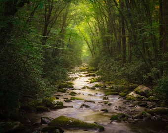 Tree Tunnel, Smoky Mountains National Park, Water Stream, Tennessee Art, North Carolina Art, Nature Scenes, Wall Decor, Outdoor Photography