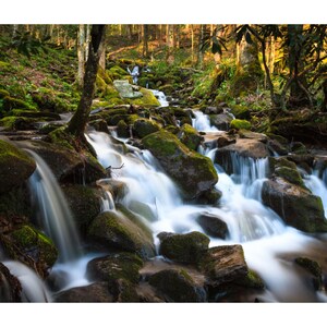 Peut inclure: Une cascade d'eau se d&eacute;verse sur des rochers recouverts de mousse dans une for&ecirc;t luxuriante et verdoyante. L'eau est claire et p&eacute;tillante, et la lumi&egrave;re du soleil filtre &agrave; travers les arbres, cr&eacute;ant une atmosph&egrave;re magique.