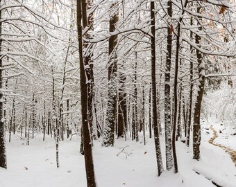 Snow Covered Trees Great Smoky Mountains National Park, Pano, Panorama, Winter Photography, Path, Moody, Appalachian Mountain, Snow