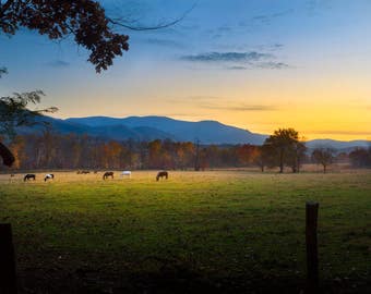Horses in Cades Cove, Great Smoky Mountains National Park, Appalachian Mountain, Landscape Photograph, Yellow, Blue, Tennessee Art
