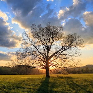 Sunlight Hide and Seek, Smoky Mountains National Park, Sunset, Cades Cove, Wall Decor, Landscape Photograph, Country Photography