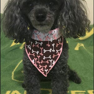 Dog Bandana n' Cat Bandana-Springtime Pink Bicycle image 6