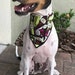 see more listings in the PET BANDANAS-Dog n CAT section