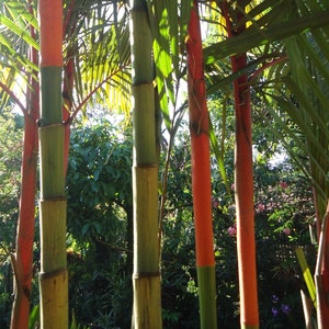 希少なリップスティックパームツリー - キルトスタキス・レンダ - 種子3個 - 英国販売店