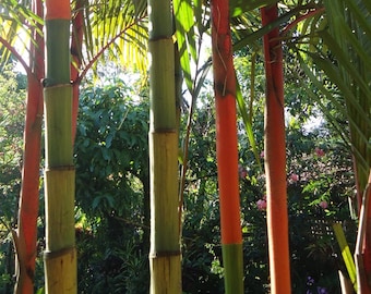 Rare Lipstick Palm Tree - Cyrtostachys Renda - 5 Seeds - UK SELLER