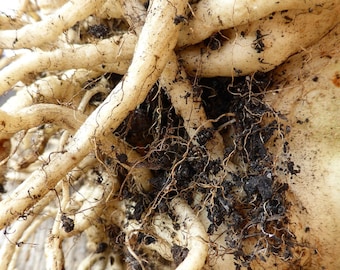 Rare Skirret Heritage knolgewas 10 zaden UK SELLER