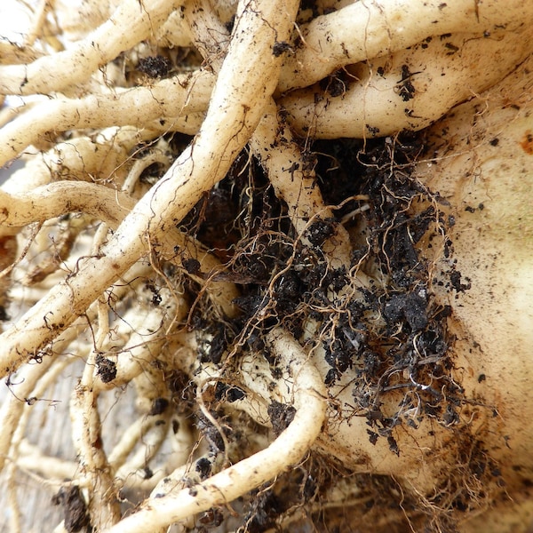 Rare Skirret Heritage root vegetable 15 seeds UK SELLER