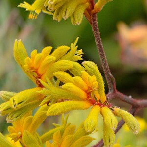 Rare Yellow Kangaroo Paw Anigozanthus preissii flower - 10 seeds - UK