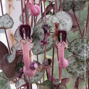 Könnte beinhalten: Nahaufnahme einer Pflanze mit rosa und violetten Blüten. Die Blüten haben die Form von Glocken und eine einzigartige Textur. Die Pflanze hat grüne Blätter mit weißen Flecken.