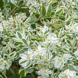 Rare Euphorbia marginata Bride 10 seeds UK SELLER