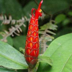 Jengibre espiral rojo ornamental Costus Lima - 5 semillas - Vendedor del Reino Unido