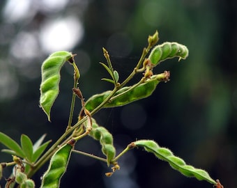 Raro Cajanus Cajan Pigeon Pea 3 semi VENDITORE NEL REGNO UNITO