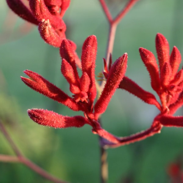 Rare Red Kangaroo Paw Anigozanthus flavidus flor - 8 semillas - Reino Unido