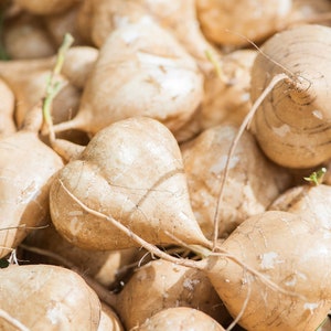 May include: A close-up shot of a collection of jicama roots. The roots are a pale tan colour with a rough, textured skin. Some have small green sprouts and thin, brown roots attached. The jicama are heart-shaped and appear fresh.