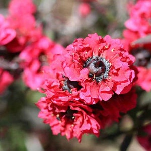 Puede incluir: Primer plano de un grupo de flores de color rosa brillante con centros oscuros. Las flores tienen una textura delicada y rizada y están dispuestas en un grupo denso.