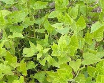 RARE épinards sauvages du Caucase Hablitzia tamnoides variété sauvage 5 graines Royaume-Uni