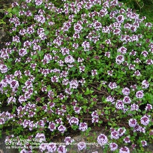 Puede incluir: Primer plano de una planta tapizante con pequeñas flores de color púrpura claro y hojas verdes. Las flores están agrupadas, creando una apariencia densa y texturizada. La planta está floreciendo, con follaje saludable.