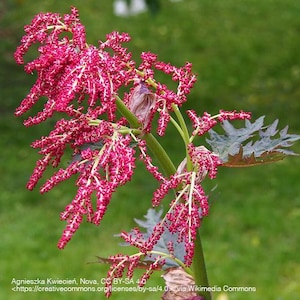 Rare Rheum palmatum Tanguticum Turkish Rhubarb, Chinese Rhubarb 2 seeds UK SELLER
