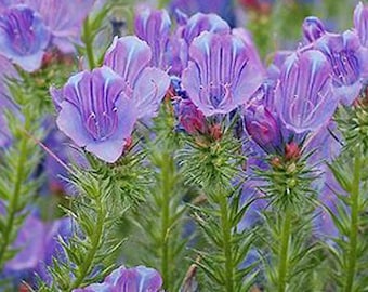 Sementes raras de Echium Plantagineum 'Vipers Bugloss', 30 unidades, vendedor do Reino Unido.