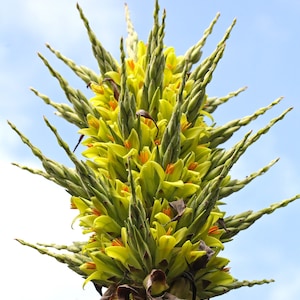 Seltene bromelien - Etsy.de