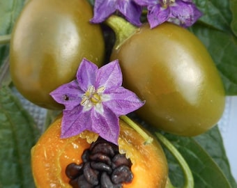 Pimiento picante orgánico Rokoto Mini Olive, 5 semillas raras VENDEDOR DEL REINO UNIDO