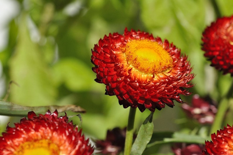 Rare Strawflower Red Flower 50 Seeds UK SELLER Etsy